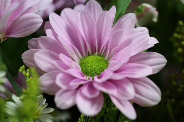 Canon Macro EF-S 35mm Blüte