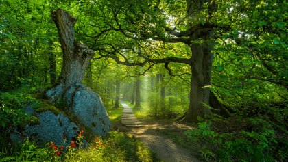 Die meistfotografierten Nationalparks: Deutschlands Foto-Hotspots