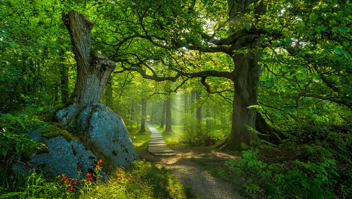 Die meistfotografierten Nationalparks: Deutschlands Foto-Hotspots