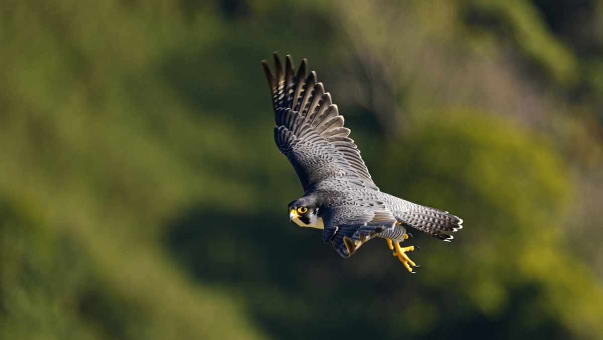 Schluss mit Unschärfe: Vögel im Flug richtig fotografieren