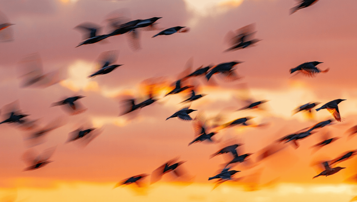 Kreative Vogelfotografie: Mitzieher mit Chris Kaula