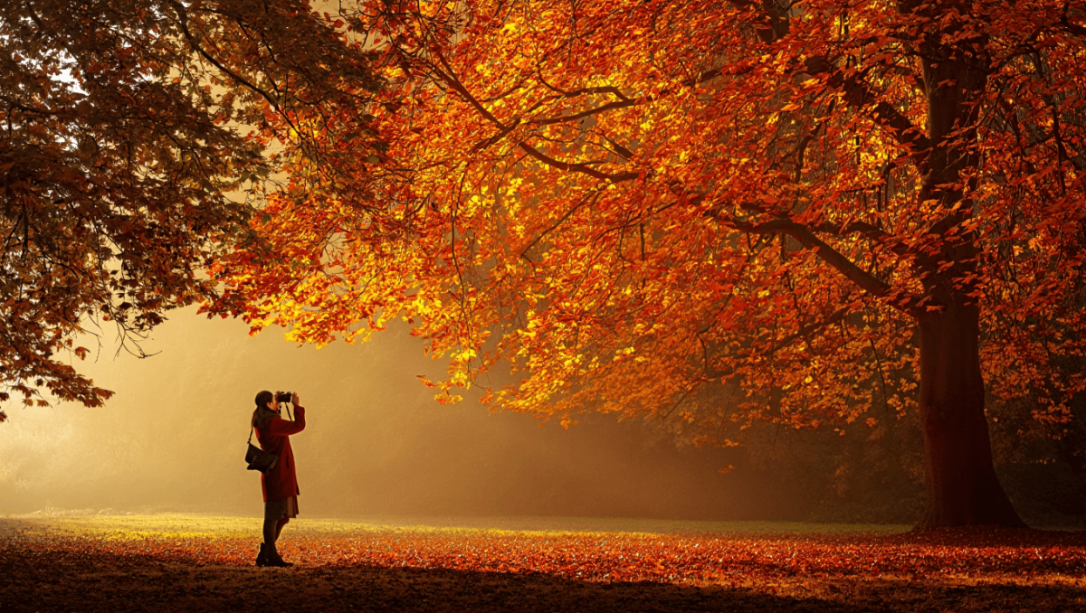 Herbstlicher Park verwischt - Wischtechnik Fotografie