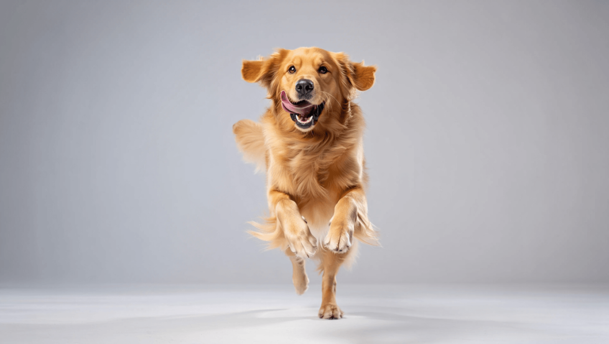 Faszination Hundefotografie im Studio – mit Regine Heuser mit der HS Freeze X Serie