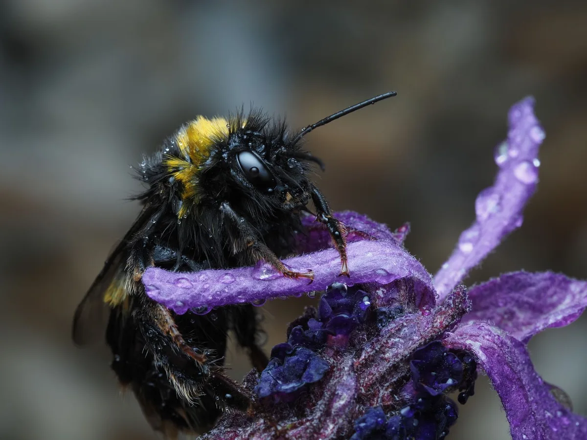 Lavendelbl&uuml;ten und Wassertropfen mit gezielter LED-Beleuchtung in warmem und farbigem Licht