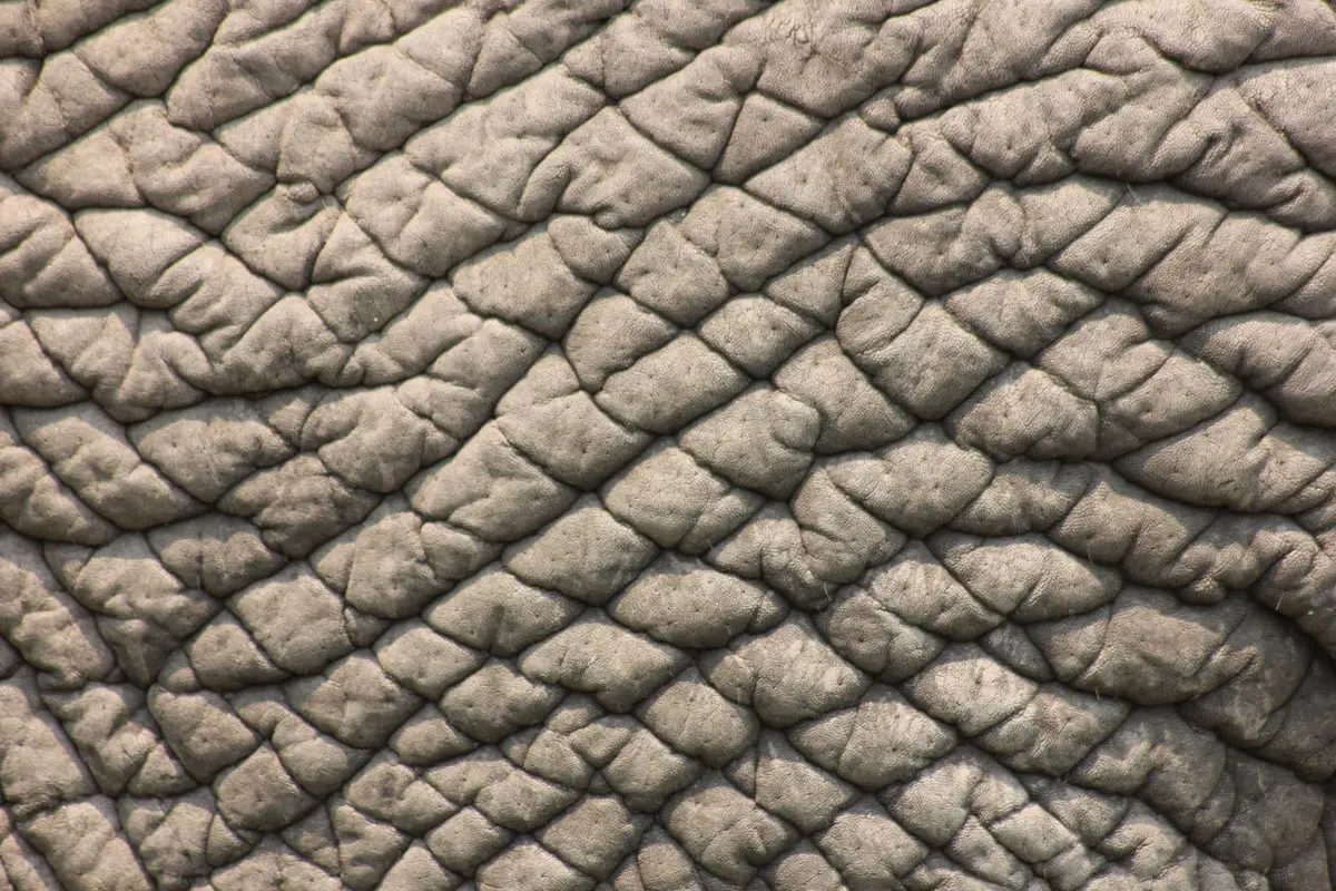 Detailaufnahme eines Tierfells mit feinen Strukturen und Texturen