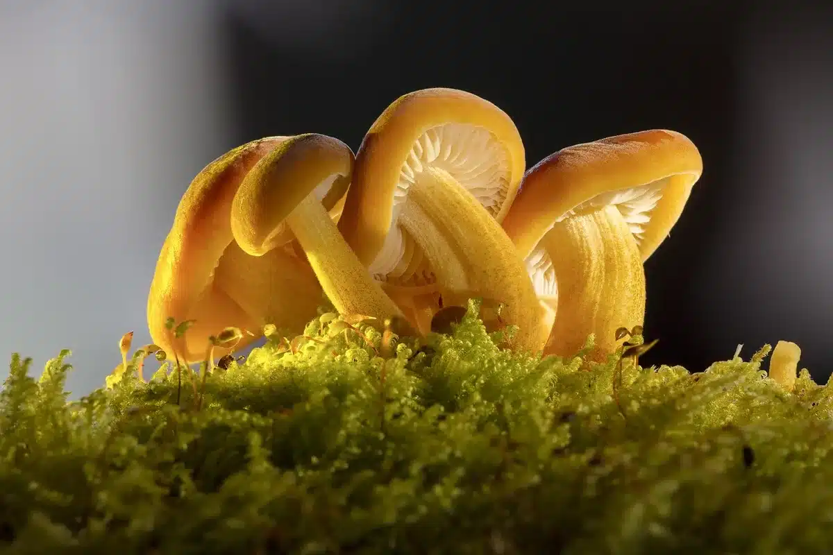 Makrofotografie im Wald: Detailaufnahme von Moosen und Baumpilzen mit Fokus-Stacking