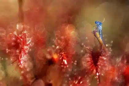 Hände bedienen eine Makro-Schlitten-Kurbel über Moospolster und Waldpflanzen