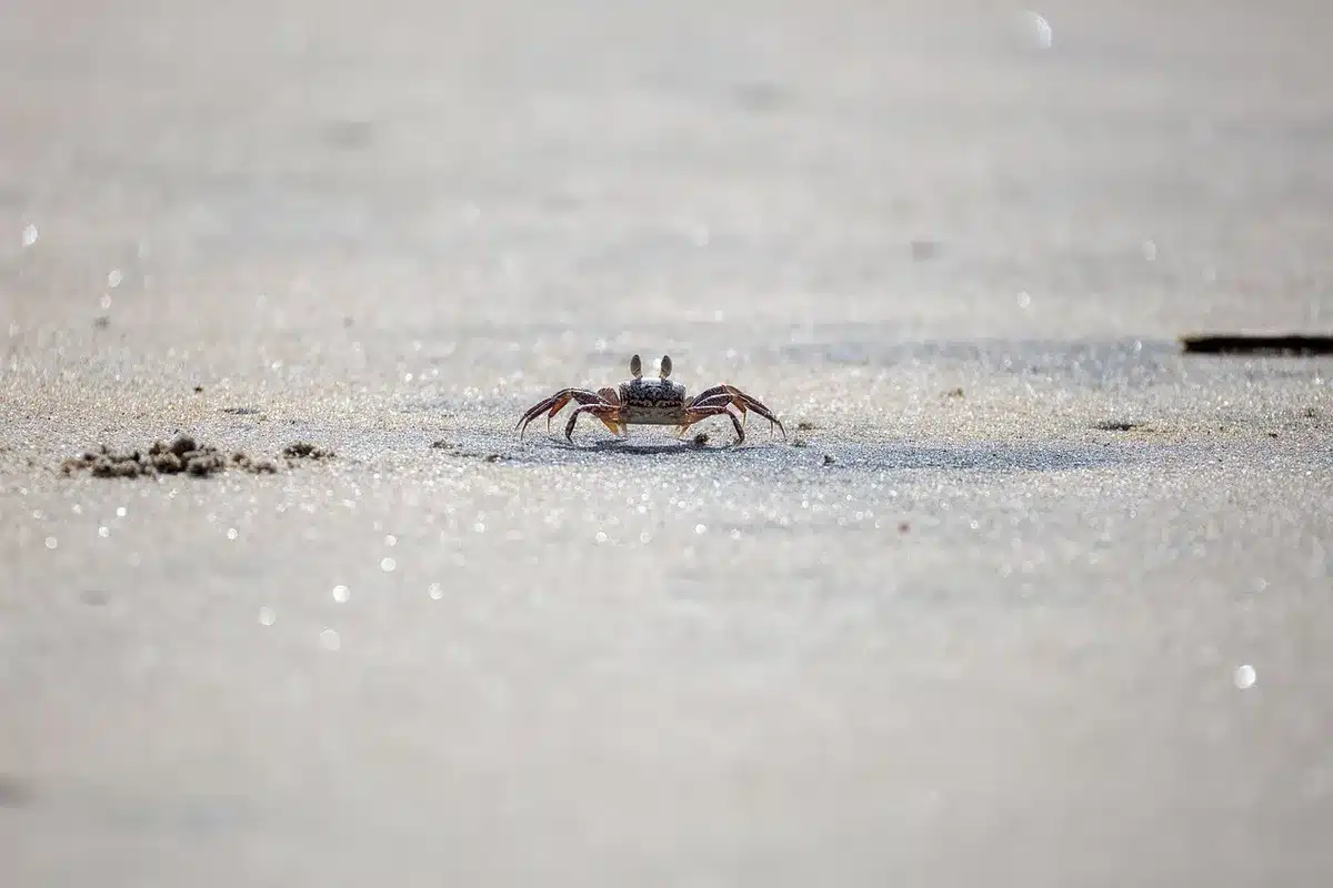 Nahaufnahme von Kinderhänden, die Muster im Sand fotografieren