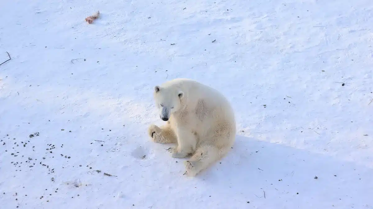 Eisbär an einer Robben-Atemöffnung auf Meereis
