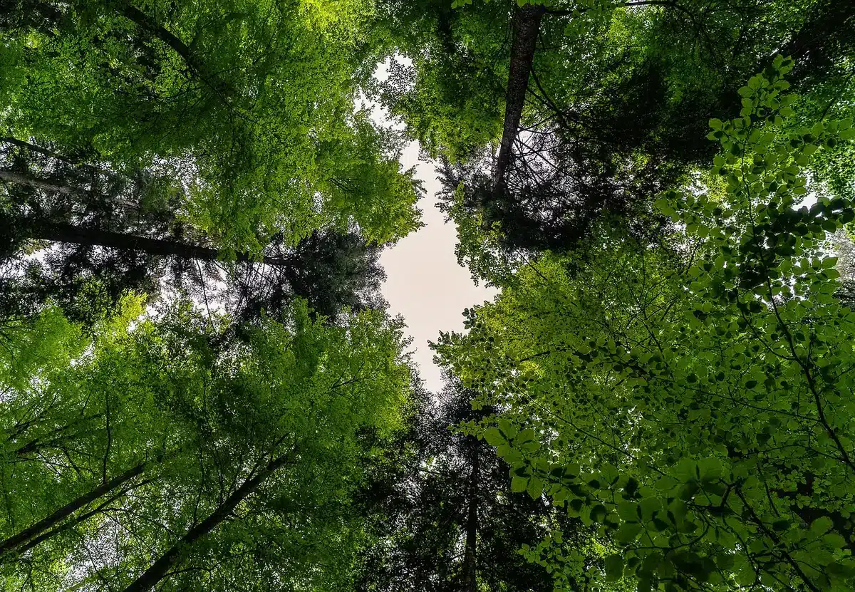 Landschaftsaufnahme mit leuchtend weißen Blättern und kontrastreichem Himmel