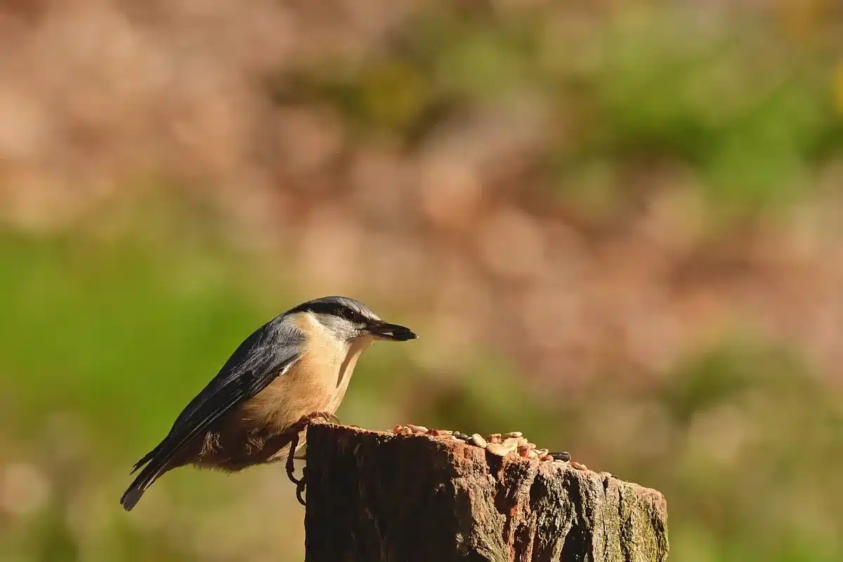 Verschiedene Tierarten symbolisch nebeneinander dargestellt