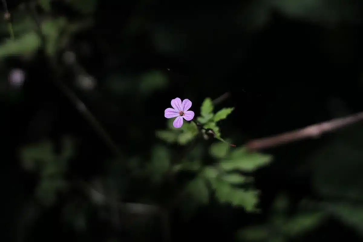 Makroaufnahme einer Blüte mit Gegenlicht und geringer Schärfentiefe